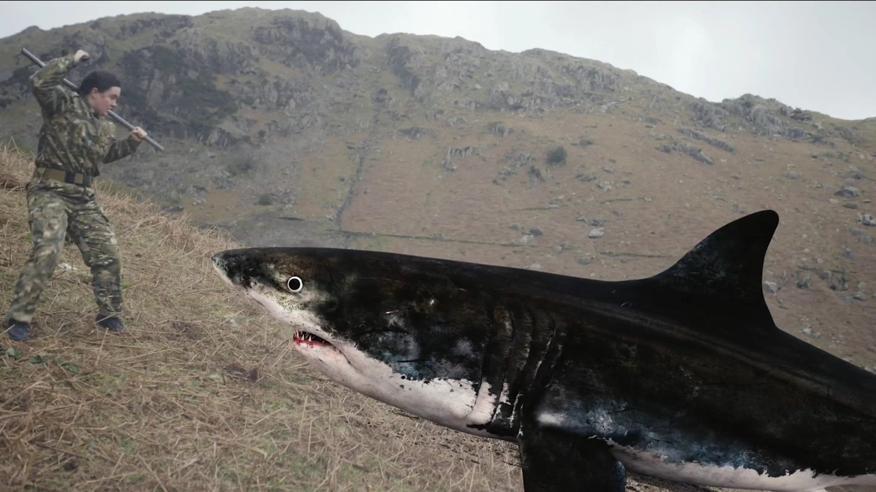 Mountain Shark backdrop
