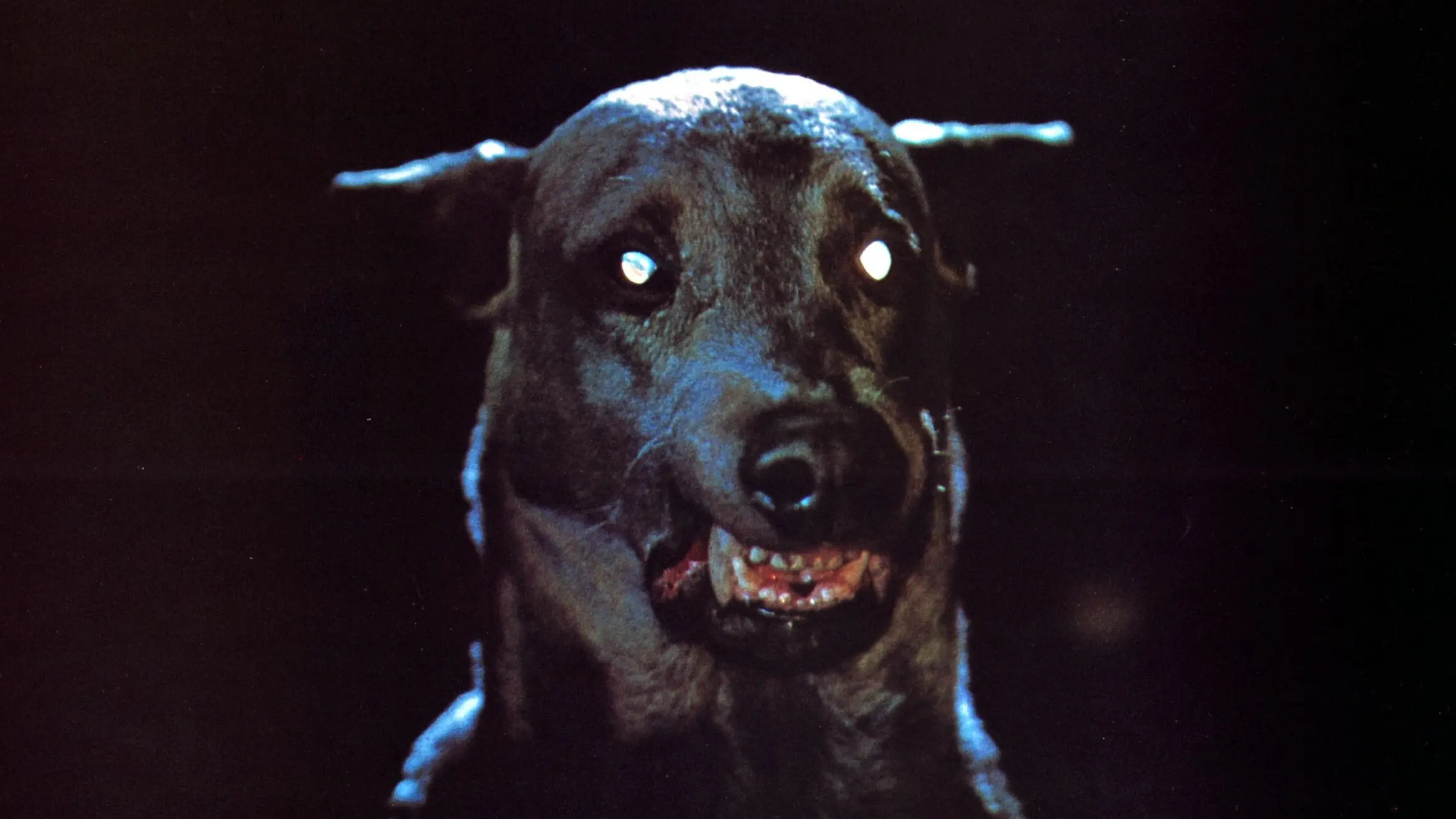 Zoltan… Hound of Dracula backdrop